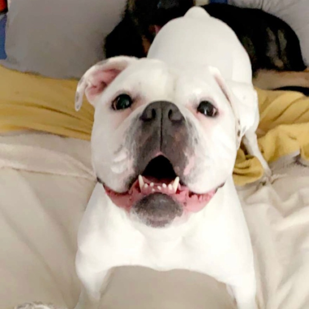 Meet your Posher, Dakota